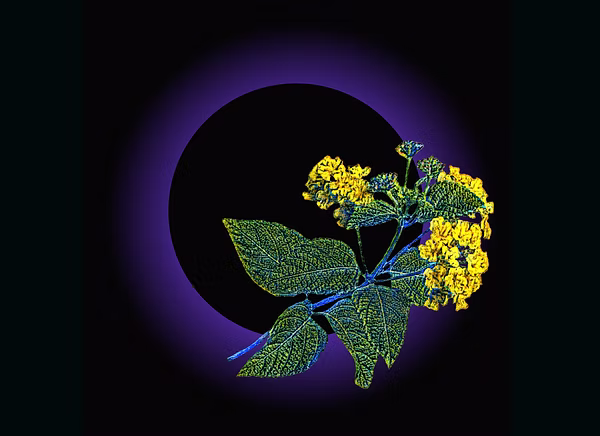 פרידה מאיר.jpg